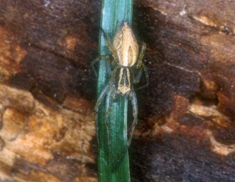 Oxyopes_lineatus_P0382_Z_75_-_Frankrijk.jpg