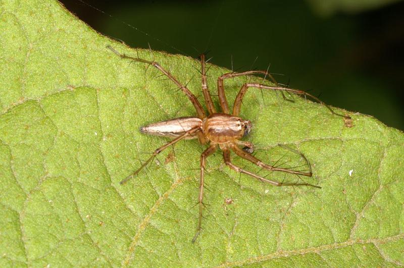 Oxyopes_quadrifasciatus_D5469_Z_89_Giru_Australie.jpg