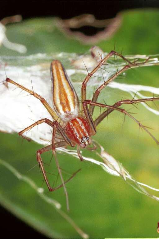 Oxyopes_quadrifasciatus_F0836_Z_86_Giru_Australie.jpg