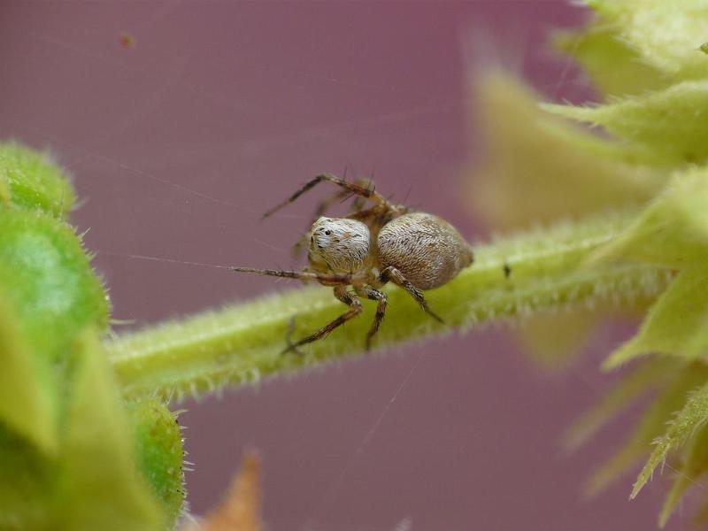 Oxyopes_variabilis_D6720_Z_88_Brisbane_Australie.jpg