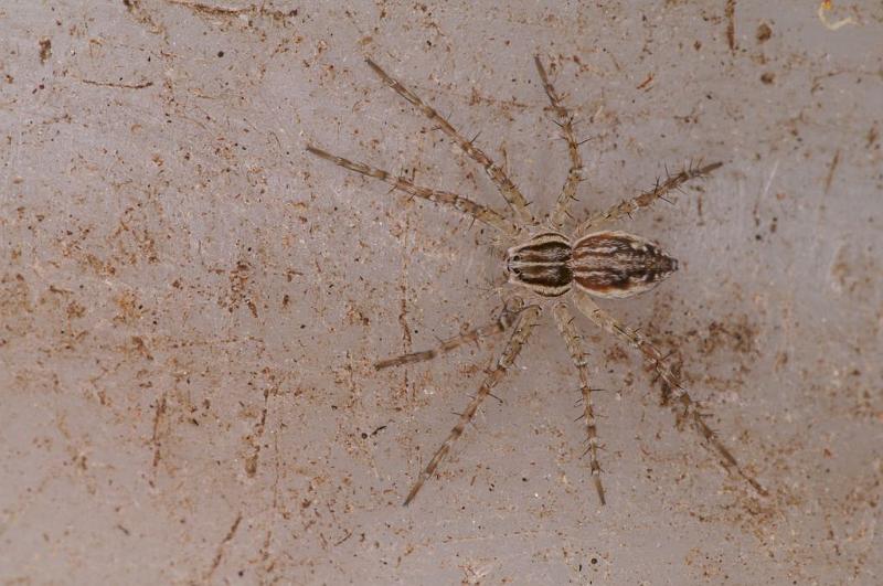 Oxyopes_variabilis_D8015_Z_88_Brisbane_Australie.jpg