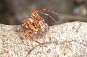 Oxyopes_ZZ102_F0587_Z_80_Carnavon_Australie