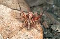 Oxyopes_ZZ102_F0588_Z_80_Carnavon_Australie