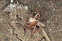 Oxyopes_ZZ103_F0601_Z_80_Emerald-Clermont_Australie