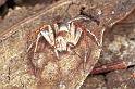 Oxyopes_ZZ103_F0602_Z_82_Emerald-Clermont_Australie