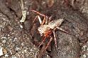 Oxyopes_ZZ103_F0603_Z_83_Emerald-Clermont_Australie