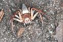 Oxyopes_ZZ103_RF0232_O_76_Emerald-Clermont_Australie