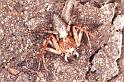 Oxyopes_ZZ103_RF0233_O_76_Emerald-Clermont_Australie