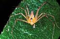 Oxyopes_ZZ104_RF0274_Z_82_Giru_Australie
