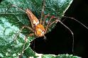 Oxyopes_ZZ104_RF0276_Z_80_Giru_Australie