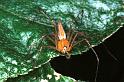 Oxyopes_ZZ104_RF0350_Z_75_Giru_Australie
