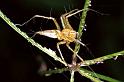 Oxyopes_ZZ105_F0661_Z_75_Giru_Australie