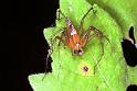 Oxyopes_ZZ105_F1818_Z_89_Litchfield_Australie