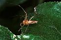 Oxyopes_ZZ106_RF0348_Z_76_Giru_Australie