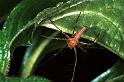 Oxyopes_ZZ106_RF0351_Z_75_Giru_Australie
