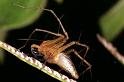 Oxyopes_ZZ107_RF0366_Z_76_Giru_Australie
