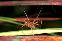 Oxyopes_ZZ107_RF0392_Z_78_Giru_Australie