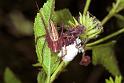 Oxyopes_ZZ153_F1802_Z_90_Litchfield_Australie