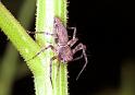 Oxyopes_ZZ155_F1809_Z_85_Litchfield_Australie