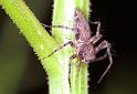 Oxyopes_ZZ155_F1810_Z_78_Litchfield_Australie