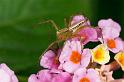 Oxyopes_ZZ271_D2510_Z_88_-_Australie
