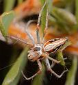 Oxyopes_ZZ356_D3995_Z_85_Sydney_Australie