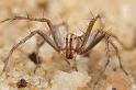 Oxyopes_ZZ356_D3996_Z_88_Sydney_Australie