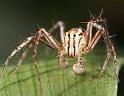Oxyopes_ZZ357_D3991_Z_90_Sydney_Australie