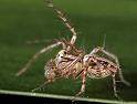 Oxyopes_ZZ357_D3992_Z_89_Sydney_Australie