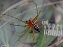 Oxyopes_ZZ492_D6445_Z_86_Brisbane_Australie