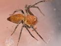 Oxyopes_ZZ540_D6788_Z_88_Brisbane_Australie
