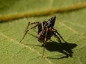 Oxyopes_ZZ541_D6793_Z_82_Brisbane_Australie