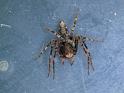 Oxyopes_ZZ541_D6835_Z_89_Brisbane_Australie