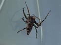 Oxyopes_ZZ541_D6836_Z_87_Brisbane_Australie