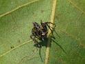 Oxyopes_ZZ578_D6902_Z_88_Brisbane_Australie