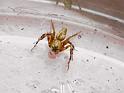 Oxyopes_ZZ636_D6538_Z_85_Brisbane_Australie