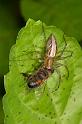 Oxyopes_elegans_D2511_Z_90_-_Australie