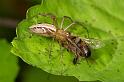 Oxyopes_elegans_D2512_Z_91_-_Australie