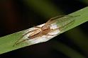 Oxyopes_elegans_D2513_Z_88_-_Australie