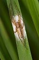 Oxyopes_elegans_D2514_Z_88_-_Australie