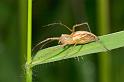 Oxyopes_elegans_D2515_Z_88_-_Australie