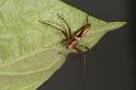 Oxyopes_elegans_D5339_Z_88_Daintree-Cookstown_Australie