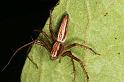 Oxyopes_elegans_D5340_Z_90_Daintree-Cookstown_Australie
