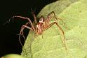 Oxyopes_elegans_D5341_Z_92_Daintree-Cookstown_Australie