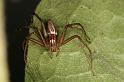Oxyopes_elegans_D5342_Z_87_Daintree-Cookstown_Australie