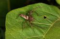 Oxyopes_elegans_D5343_Z_88_Daintree-Cookstown_Australie