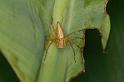 Oxyopes_elegans_D5380_Z_90_Giru_Australie
