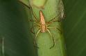 Oxyopes_elegans_D5382_Z_91_Giru_Australie