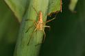Oxyopes_elegans_D5383_Z_89_Giru_Australie