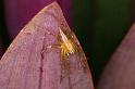 Oxyopes_elegans_D5388_D_88_Giru_Australie